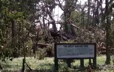 The Great Banyan Tree In Kolkata: আড়াই দশকে আম্ফান-সহ তিনটে বড় ঘূর্ণিঝড় সামলে মাথা উঁচু করে দাঁড়িয়ে ২৫০ বছরের বট গাছ