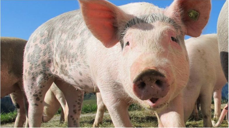 African Swine Flu: করোনাভাইরাসের মাঝেই আতঙ্ক বাড়াচ্ছে আফ্রিকান সোয়াইন ফ্লু