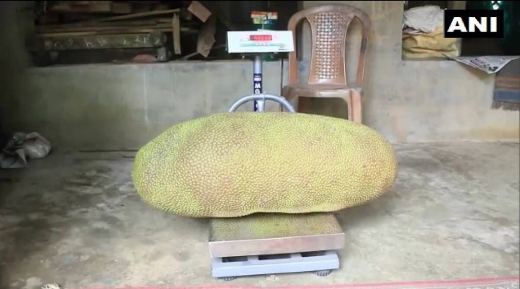 Giant Jackfruit: ৫২.৩৬০ কিলোর বৃহদাকার কাঁঠাল এখন গিনেস বুকে বিশ্ব রেকর্ডের দৌড়ে, কোথায় জানেন?
