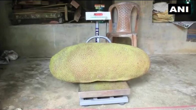 Giant Jackfruit: ৫২.৩৬০ কিলোর বৃহদাকার কাঁঠাল এখন গিনেস বুকে বিশ্ব রেকর্ডের দৌড়ে, কোথায় জানেন?