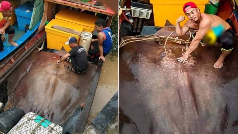Giant 280 Kg Stingray Caught: জালে ধরা পড়ল ২৮০ কেজির বিরল স্টিং ফিশ, ভাইরাল ছবি