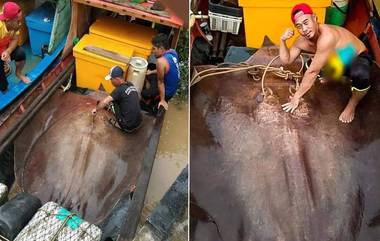 Giant 280 Kg Stingray Caught: জালে ধরা পড়ল ২৮০ কেজির বিরল স্টিং ফিশ, ভাইরাল ছবি