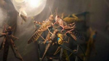 Locust Attack: পঙ্গপালের ত্রাসে উত্তরপ্রদেশের ১০ টি জেলায় সতর্কতা জারি, রাজস্থান ও মধ্যপ্রদেশে চাষের জমিতে ব্যাপক ক্ষয়ক্ষতি