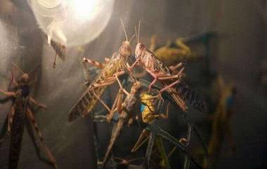 Locust Attack: পঙ্গপালের ত্রাসে উত্তরপ্রদেশের ১০ টি জেলায় সতর্কতা জারি, রাজস্থান ও মধ্যপ্রদেশে চাষের জমিতে ব্যাপক ক্ষয়ক্ষতি