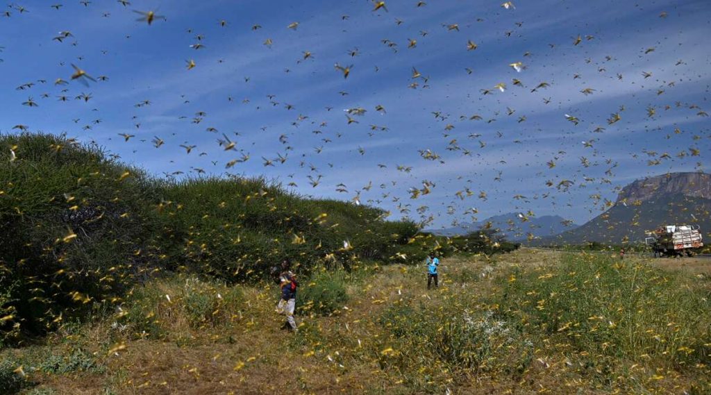 Locust Invasion in India: পঙ্গপালের হানায় নাজেহাল রাজস্থান-মধ্যপ্রদেশবাসী, ড্রোন স্প্রে, সাইরেন বাজিয়ে চলছে তাড়ানোর প্রস্তুতি