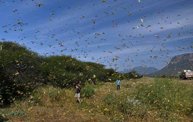 Locust Attack: পাকিস্তানের সিন্ধুপ্রদেশ থেকে ঝাঁকে ঝাঁকে উড়ে আসছে পঙ্গপাল, বিপুল ক্ষতির মুখে রাজস্থানের কৃষকরা