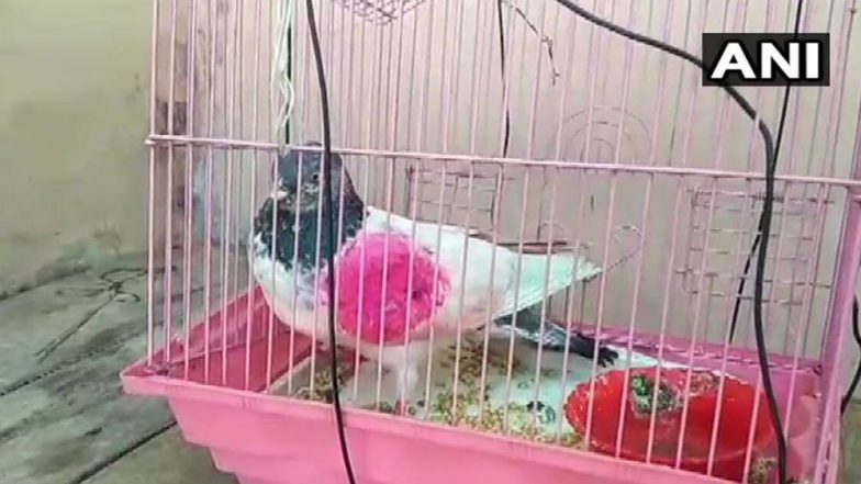 'Spy' Pigeon: নিয়ন্ত্রণরেখা পেরিয়ে উড়ে আাসা পায়রা তাঁর পোষ্য, শান্তির দূতকে ফিরে পেতে নরেন্দ্র মোদির কাছে আবেদন করলেন পাকিস্তানের বাসিন্দা