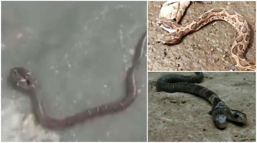Two Headed Wolf Snake Spotted In Odisha: দেহ একটাই, মাথা দুটো; বিরল সাপের দেখা মিলল ওড়িশার কেওনঝড়ে