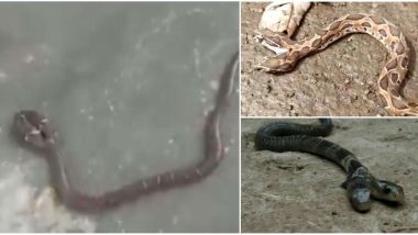 Two Headed Wolf Snake Spotted In Odisha: দেহ একটাই, মাথা দুটো; বিরল সাপের দেখা মিলল ওড়িশার কেওনঝড়ে
