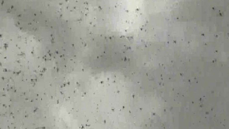 Locust Attack: পঙ্গপালের তাণ্ডবে রাজস্থানের জয়পুরে ক্ষতিগ্রস্ত পাঁচ লক্ষ হেক্টর জমির ফসল