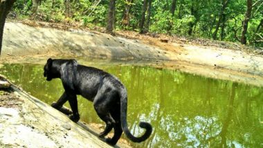Black Panther Spotted: লকডাউনের সুফল, গোয়ার নেত্রাবলী অভয়ারণ্যে ঘুরছে ব্ল্যাক প্যান্থার