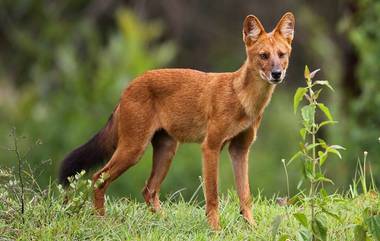 Dhole Spotted in Gujarat: লকডাউনে ঘরবন্দী মানুষ, ৫০ বছর পর গুজরাতে দেখা মিলল শিকারি কুকুর ধোলের