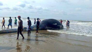 East Midnapore: মন্দারমণির সমুদ্র সৈকতে ভেসে এল ৩৫ ফুট লম্বা তিমির দেহ, এলাকায় উপচে পড়ল ভিড়