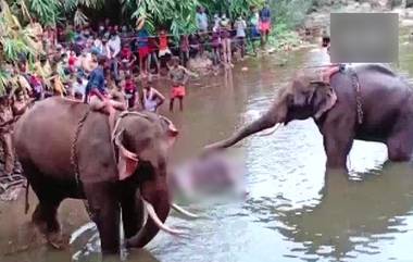 Pregnant Elephant Died In Malappuram: কেরালায় নৃশংসভাবে গর্ভবতী হাতি হত্যা, বণ্যপ্রাণী সুরক্ষা আইনে মামলা রুজু পুলিশের