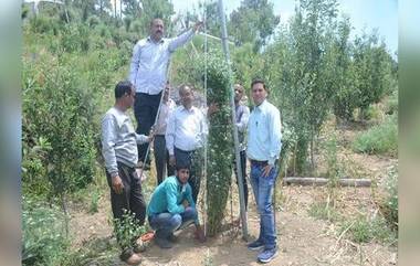 World's Tallest Coriander Plant: বিশ্বের সব চেয়ে লম্বা ধনেগাছ, জানুন ঠিক কতটা লম্বা আর কোথায় চাষ হয়েছে