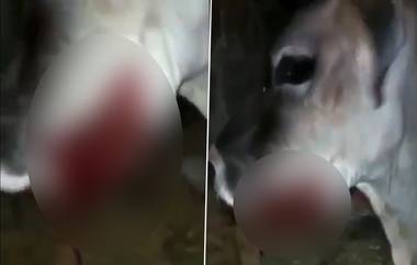 Pregnant Cow’s Jaw Blown Off By Explosive: এবার গর্ববতী গোরুর মুখে বিস্ফোরণ; অভিযুক্ত মালিকের প্রতিবেশী