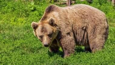 Bear Sentenced to Death: দুই ব্যক্তিকে আক্রমণ করার অপরাধে ভাল্লুকের মৃত্যুদণ্ড