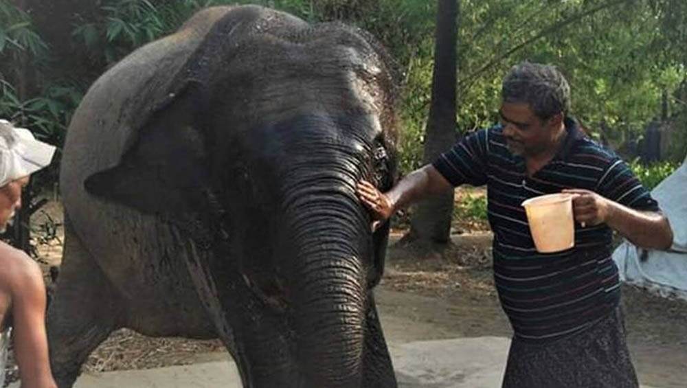 Bihar Animal Lover: ২ পোষ্য হাতি যেন খেয়ে পড়ে বাঁচে, নিজের সমস্ত জমি তাদের নামে লিখলেন এই পৌঢ়