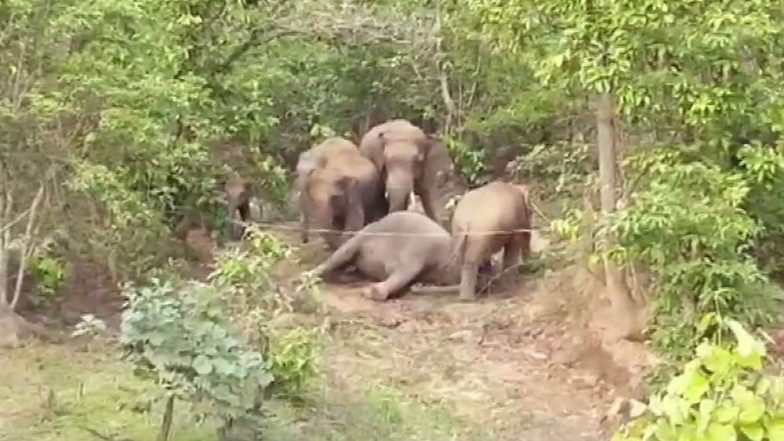Elephant Dies: জঙ্গলে মৃত হাতির দেহ ঘিরে সার দিয়ে দাঁড়িয়ে বুনো হাতির দল, ব্যর্থ মনরথে ফিরতে হল বনকর্মীদের