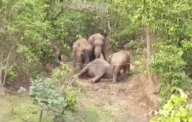 Elephant Dies: জঙ্গলে মৃত হাতির দেহ ঘিরে সার দিয়ে দাঁড়িয়ে বুনো হাতির দল, ব্যর্থ মনরথে ফিরতে হল বনকর্মীদের