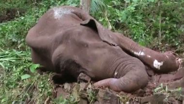 Kerala Elephant Death: আরও এক হাতির মর্মান্তিক মৃত্যু কেরলে, রক্তাক্ত অবস্থায় উদ্ধার জঙ্গল থেকে