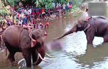 Pregnant Elephant Death: কেরালায় অন্তঃসত্ত্বা হাতি মৃত্যুর ঘটনায় গ্রেপ্তার ১ অভিযুক্ত