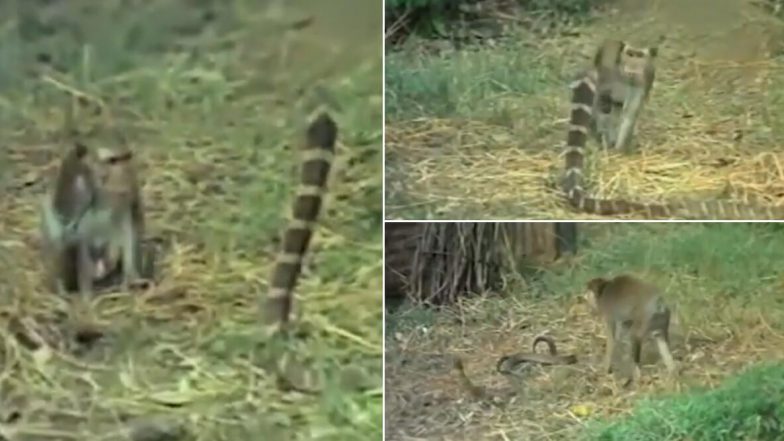Viral Video: সাপ-নেউলের লড়াই দেখেছেন, এবার সাপ-বাঁদরের লড়াই দেখুন
