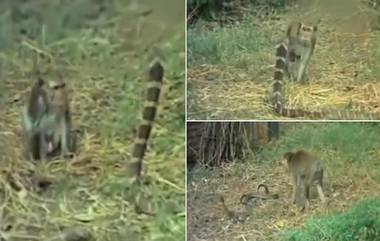 Viral Video: সাপ-নেউলের লড়াই দেখেছেন, এবার সাপ-বাঁদরের লড়াই দেখুন