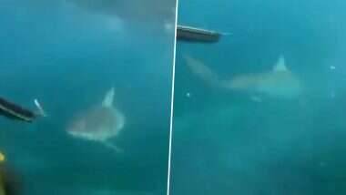 Terrifying Video of Shark Chasing Teens:  দুই খুদেকে তাড়া করছে সার্ক, ভয়ঙ্কর ভিডিওটি দেখলে শিরদাঁড়া দিয়ে বয়ে যাবে ঠান্ডা স্রোত