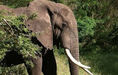 Elephant Rescue: কুয়োয় পড়ে গেল হাতি, দেখুন কীভাবে হল উদ্ধার (দেখুন ভিডিয়ো)