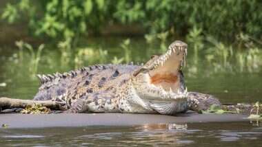 Crocodile Attacks Swimmer: নিশ্চিন্তে সাঁতার কাটছিলেন বাঁধের জলে, হঠাৎই টেনে নিল কুমীর, দেখুন হাড়হিম করা ভিডিয়ো