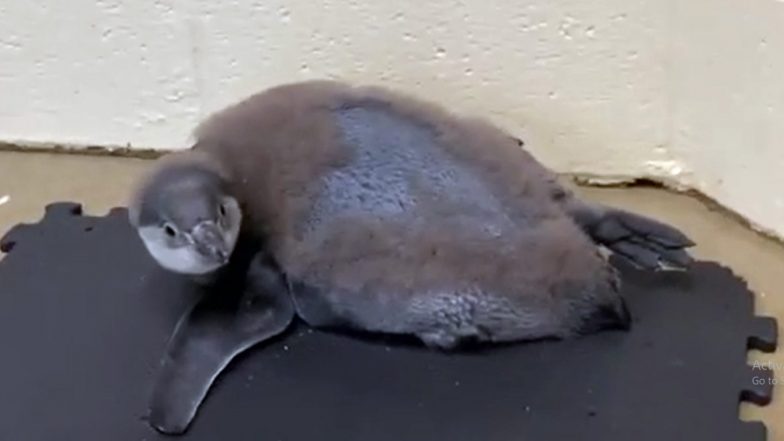 Penguin at Columbus Zoo Doing Yoga: স্বাস্থ্য সচেতন পেঙ্গুইন যোগা করছে! দেখুন ভিডিয়ো