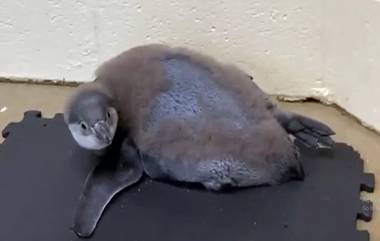 Penguin at Columbus Zoo Doing Yoga: স্বাস্থ্য সচেতন পেঙ্গুইন যোগা করছে! দেখুন ভিডিয়ো