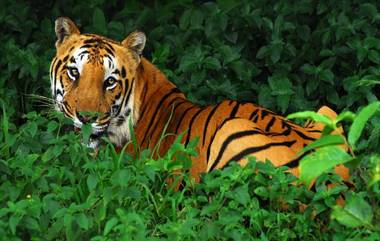 Buxa Reserve To Get 6 Royal Bengal Tigers: কাজিরাঙা থেকে ৬টি রয়্যাল বেঙ্গল টাইগার আসছে বক্সা টাইগার রিজার্ভে