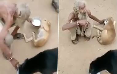 Beggar Feeds Street Dogs: 'ধন-সম্পদে দরিদ্র, হৃদয়ে ধনী', কুকুরকে যত্ন করে খাওয়াচ্ছেন ভিখারি; ভাইরাল ভিডিয়ো