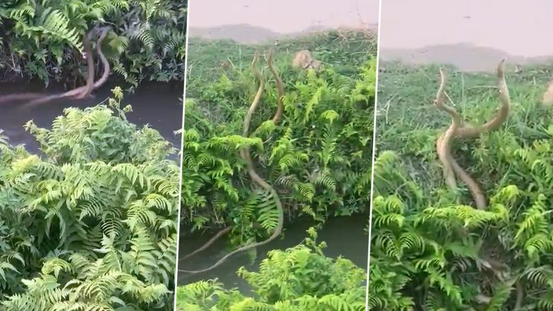 Two Snakes Fight Video: এলাকার দখল নিয়ে দুটি র‍্যাট স্নেকের লড়াই, ভাইরাল ভিডিয়ো