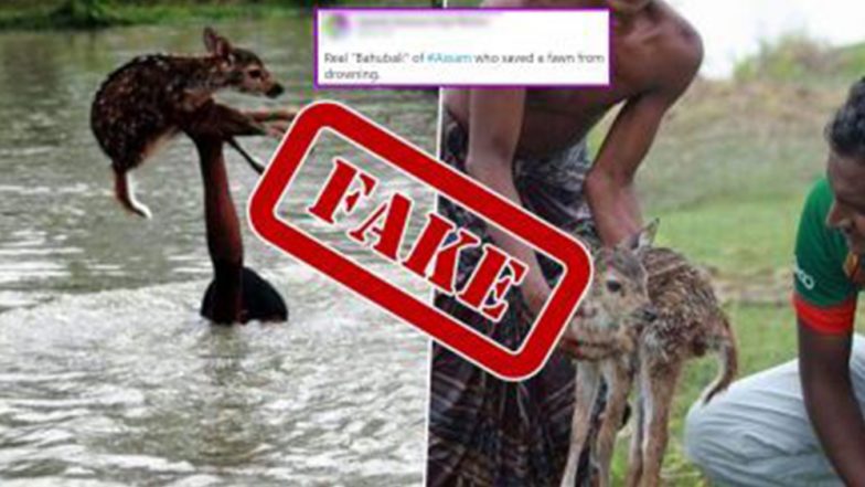 VIRAL: অসমের বন্যায় গলা জলে হরিণ ছানার প্রাণ বাঁচাচ্ছে কিশোর? ভুয়ো ছবি ভাইরাল, জানুন প্রকৃত ঘটনা