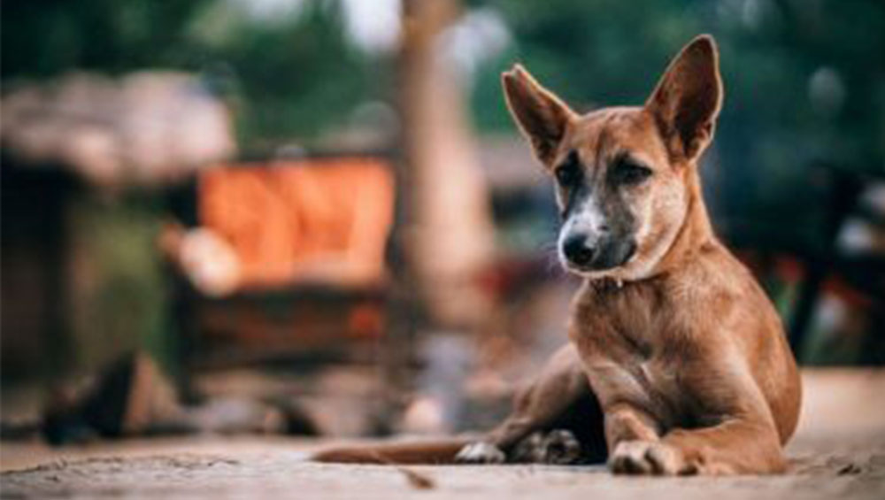 Nagaland Bans Sale Of Dog Meat: নাগাল্যান্ডে নিষিদ্ধ কুকুরের মাংস, কেন জানেন?