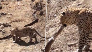 Leopard Attacking The Dangerous Snake: লেপার্ড-অজগরের ভয়ঙ্কর লড়াই, দেখুন হাড়হিম করা ভিডিও