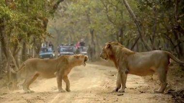 Lion: গুজরাটে কুয়োয় পড়ে মৃত্যু দুই সিংহের