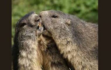 Bubonic Plague: করোনাভাইরাস সোয়াইন ফ্লু-র মধ্যেই চিনের মঙ্গোলিয়ায় বিউবনিক প্লেগের উপদ্রব, জারি সতর্কতা