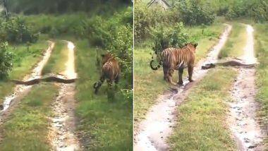 Tiger vs Python: বাঘের রাস্তা আটকে মস্ত অজগর, এরপর কী হল?