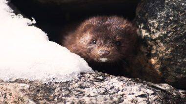 Spain to Kill Over 90,000 Mink: ৫ খামার কর্মী করোনা আক্রান্ত, স্পেনে প্রায় ১ লাখ মিঙ্ক হত্যা করা হবে