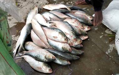 BSF Seizes 600 kg Hilsa: ৬০০ কেজি ইলিশ উদ্ধার মুর্শিদাবাদের ফরাজিপারা সীমান্তে