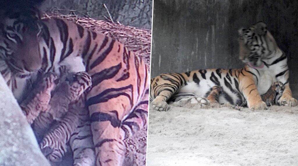 Royal Bengal Tiger Cubs: রয়্যাল বেঙ্গল টাইগারের বংশবৃদ্ধি, আজই শিলিগুড়ির বেঙ্গল সাফারিতে জন্ম নিল তিনটি ব্যাঘ্র শাবক Royal Bengal Tiger Cubs: রয়্যাল বেঙ্গল টাইগারের বংশবৃদ্ধি, আজই শিলিগুড়ির বেঙ্গল সাফারিতে জন্ম নিল তিনটি ব্যাঘ্র শাবক
