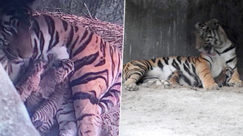 Royal Bengal Tiger Cubs: রয়্যাল বেঙ্গল টাইগারের বংশবৃদ্ধি, আজই শিলিগুড়ির বেঙ্গল সাফারিতে জন্ম নিল তিনটি ব্যাঘ্র শাবক