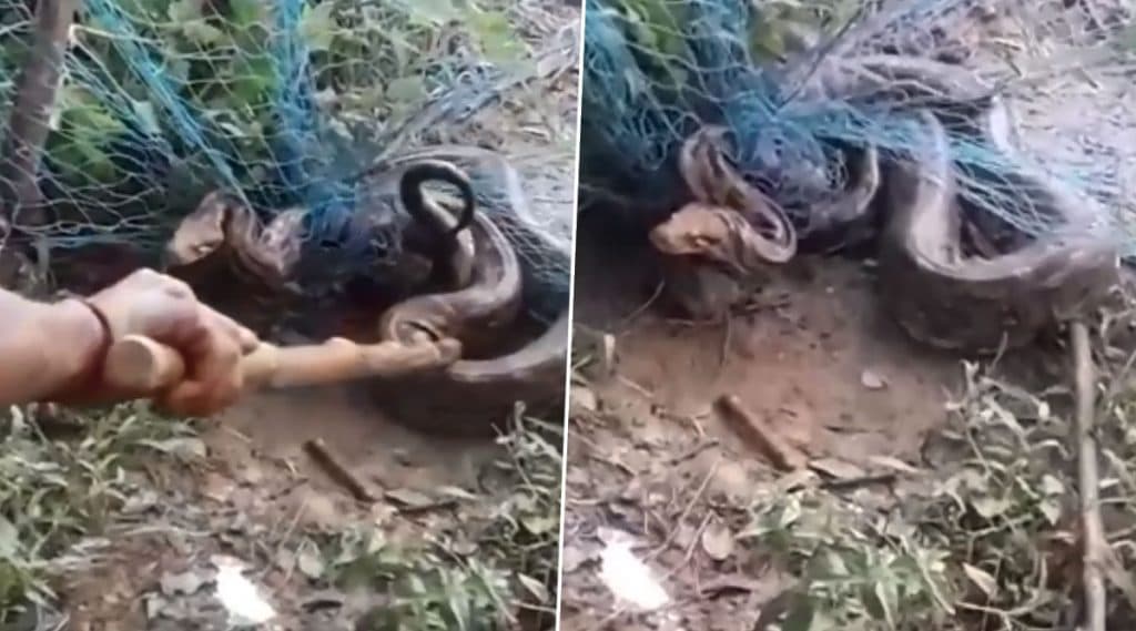 Python Recoverd From Durgapur: দুর্গাপুরের কাঁকসায় মাঠ থেকে উদ্ধার বিশাল পাইথন, দেখুন ভিডিয়ো Python Recoverd From Durgapur: দুর্গাপুরের কাঁকসায় মাঠ থেকে উদ্ধার বিশাল পাইথন, দেখুন ভিডিয়ো