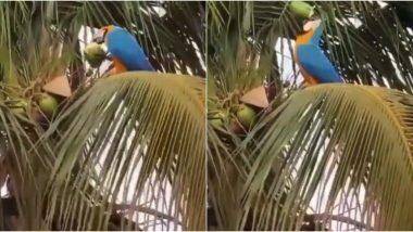 Parrot Drinking Coconut Water: তৃষ্ণা মেটাতে গাছে উঠে ডাবের জল খাচ্ছে তোতাপাখি! দেখুন ভিডিয়ো