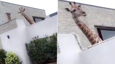 Karachi Family Keeps Giraffes as Pets: কুকুর বা বিড়াল নয়, বাড়িতে একজোড়া জিরাফ পুষেছেন এই দম্পতি! ভাইরাল ভিডিয়ো