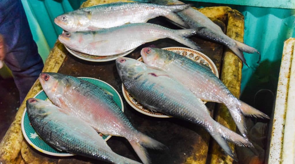 20 Metric Ton Bangladeshi Hilsa Fish Brought to Howrah: বাংলাদেশ থেকে রাজ্যে এল ২০ মেট্রিক টন টাটকা ইলিশ, কত দামে বিক্রি হচ্ছে? 20 Metric Ton Bangladeshi Hilsa Fish Brought to Howrah: বাংলাদেশ থেকে রাজ্যে এল ২০ মেট্রিক টন টাটকা ইলিশ, কত দামে বিক্রি হচ্ছে?